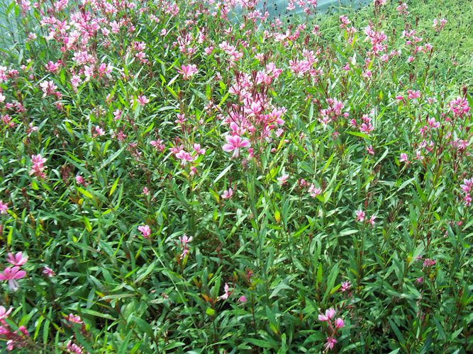 분홍가우라(바늘꽃과)