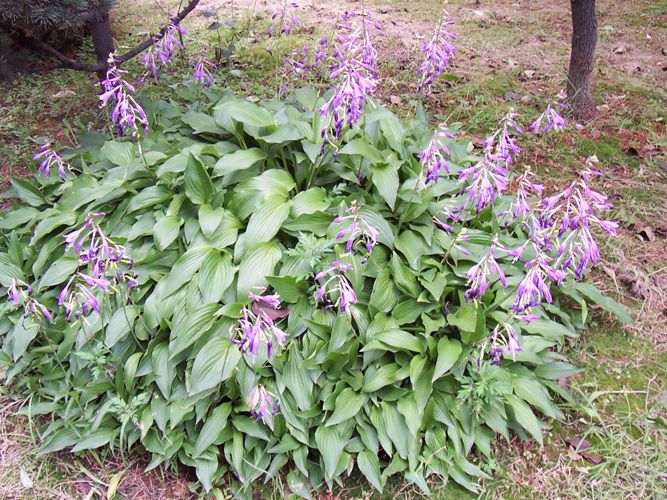 비비추(백합과)