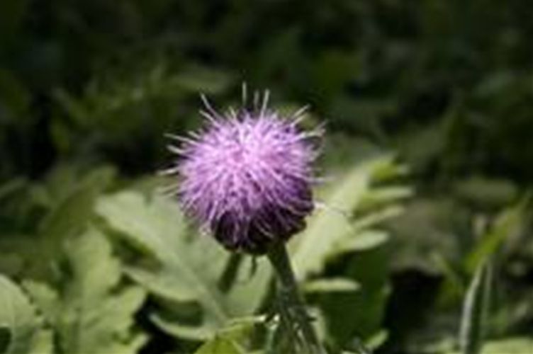 뻐꾹채(국화과)