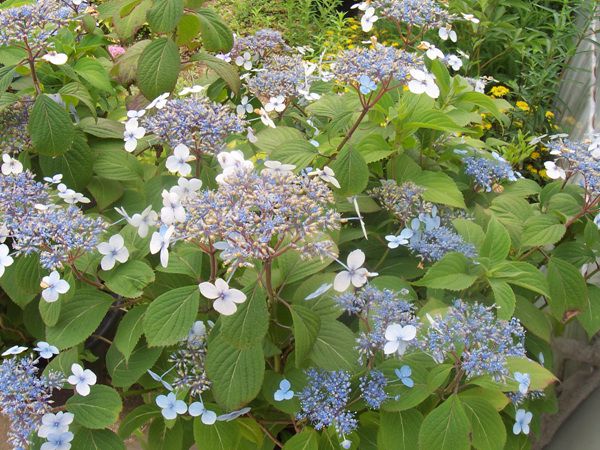산수국(범의귀과)   