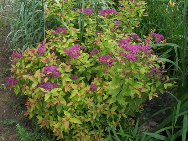 삼색조팦(장미과)  