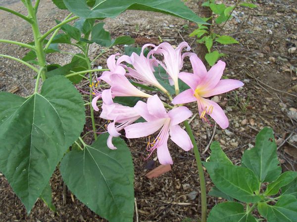 상사화(수선화과)  