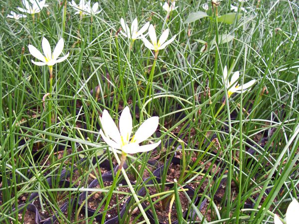 샤프란(수선화과)  