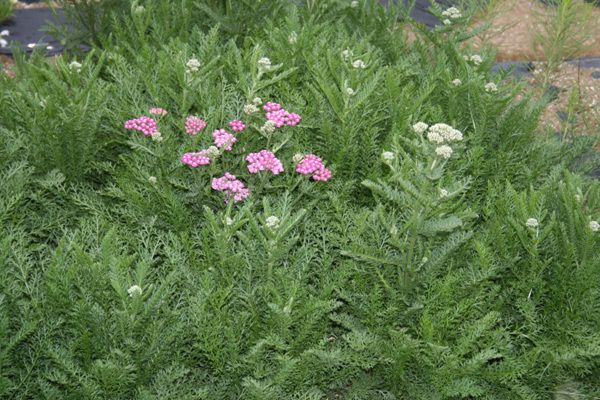 서양톱풀(국화과)  