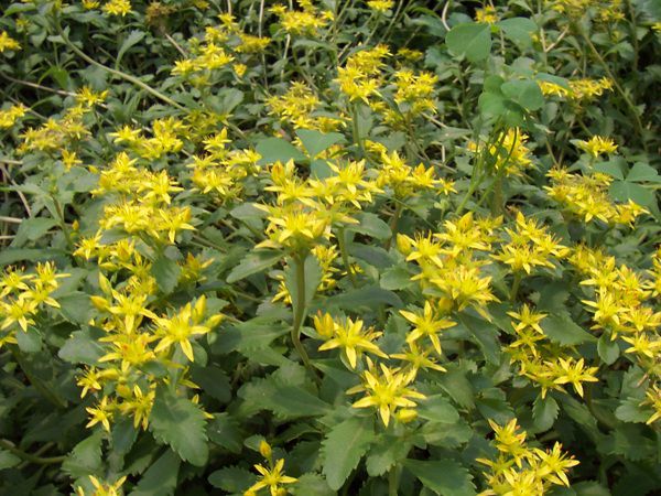 섬기린초(꿩의비름과)  