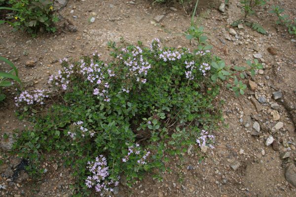 섬백리향(꿀풀)  