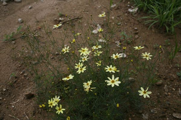 숙근코스모스(국화과)  