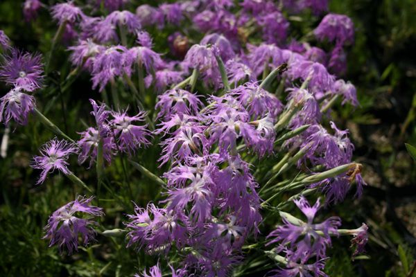 술패랭이(석죽과)  