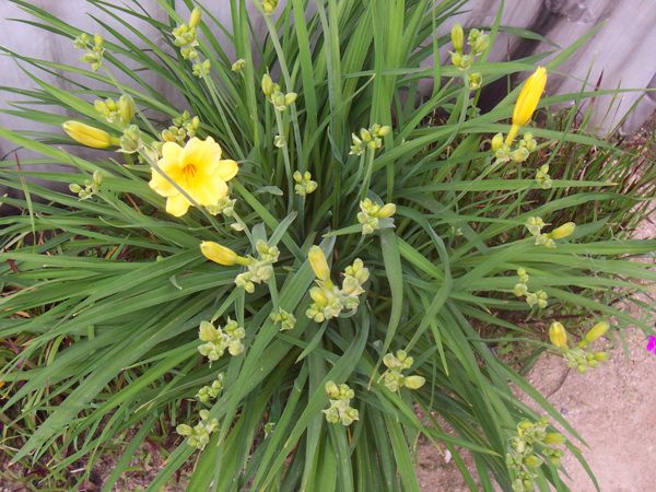 스텔라원추리(백합과)  