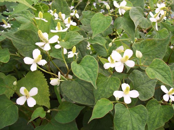 약모밀(삼백초과)  