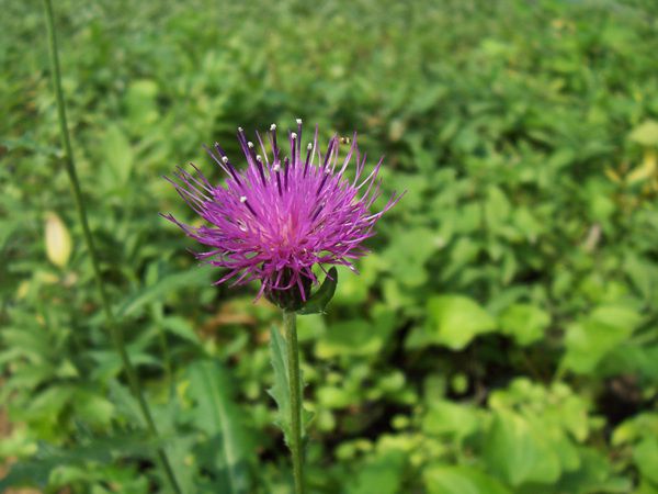 엉겅퀴(국화과)  