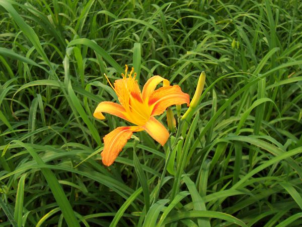 왕원추리(백합과)  