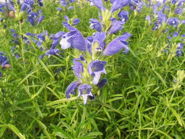 용머리(꿀풀과)  