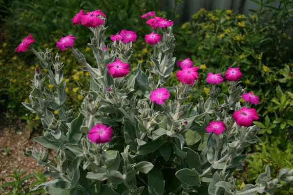 우단동자(석죽과)  