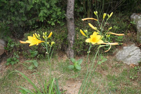 원추리(백합과)  