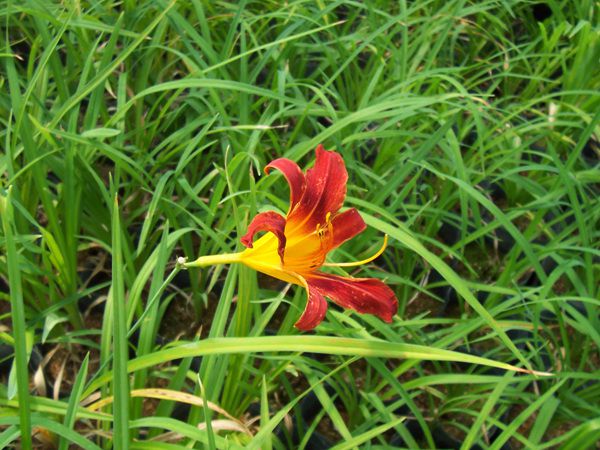 원추리(백합과)  