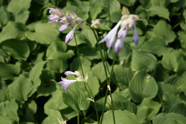 일월비비추(백합과)  