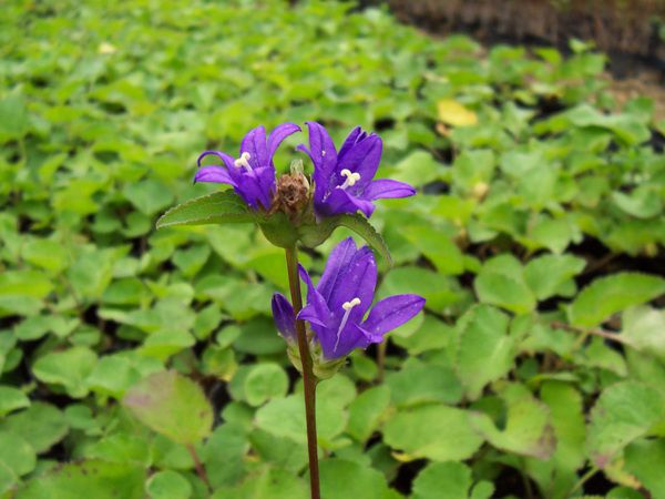 자주꽃방망이(초롱꽃과)  