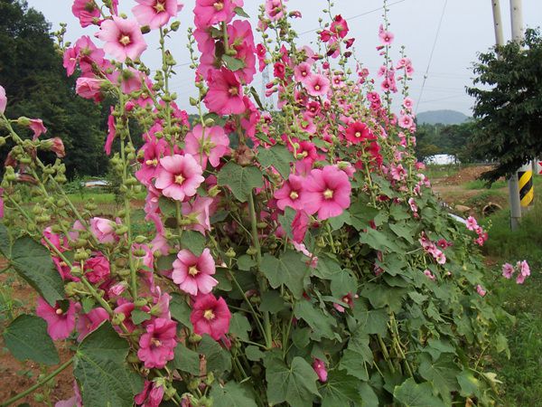 접시꽃(아욱과)  