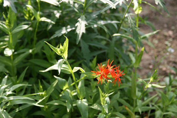 제비동자(석죽과)  