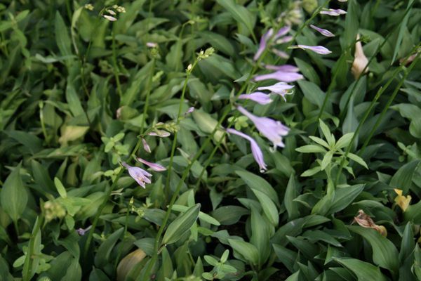 좀비비추(백합과)  