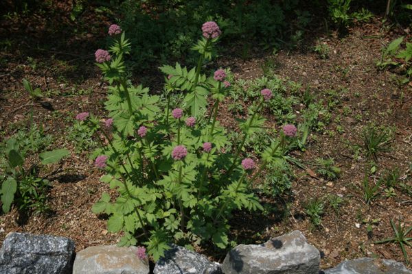 쥐오줌풀(마타리과)  