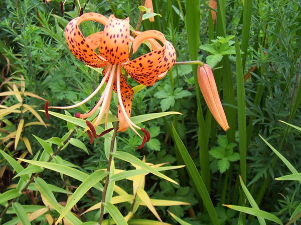 참나리(백합과)  