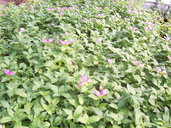 케로넷(현삼과)  