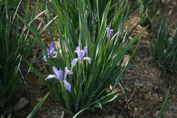 타래붓꽃(붓꽃과)  