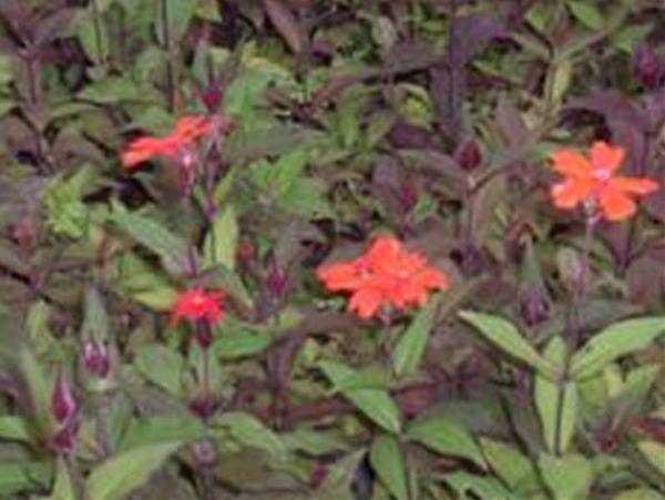 털동자꽃(석죽과)  