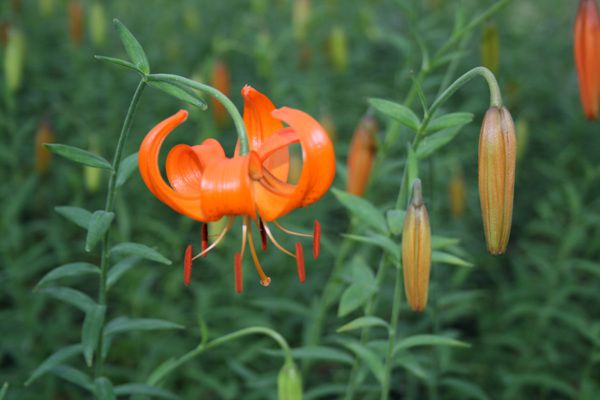 털중나리(백합과)  