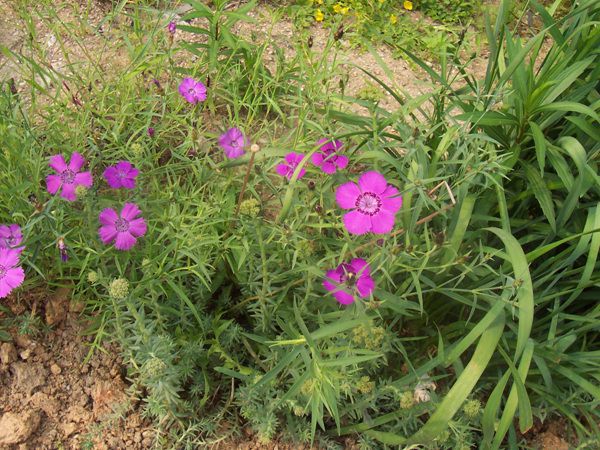 패랭이(석죽과)  