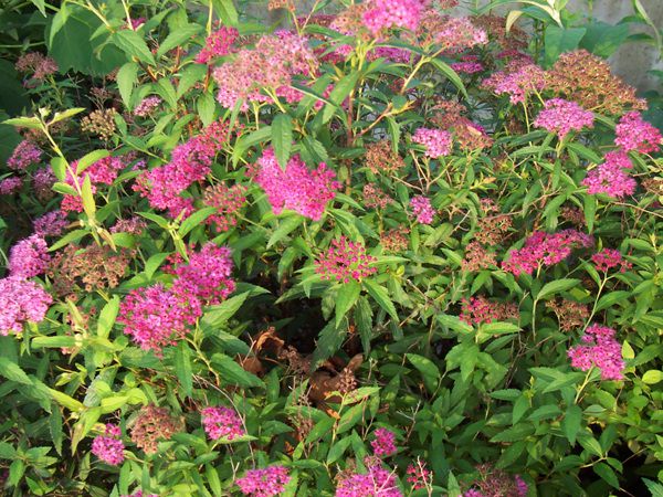 홍조팝(장미과)  