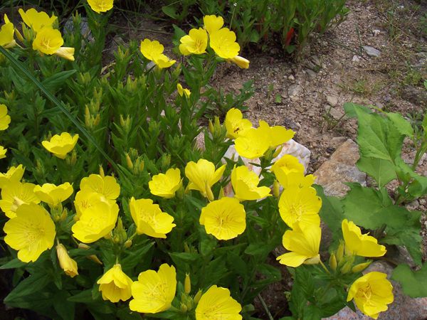 황금달맞이(바늘꽃과)  