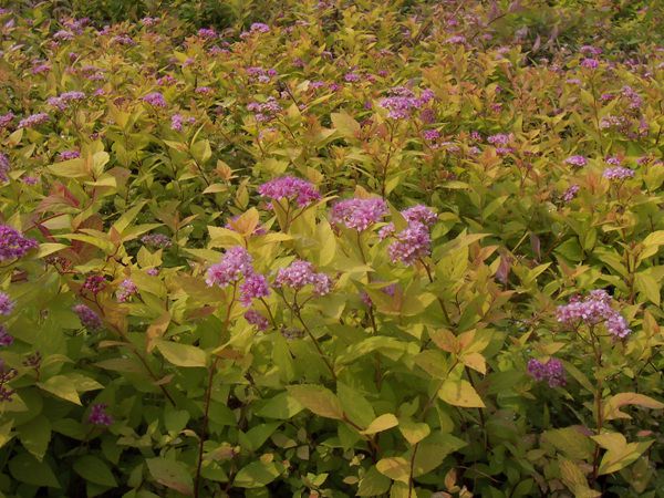 황금조팝(장미과)  