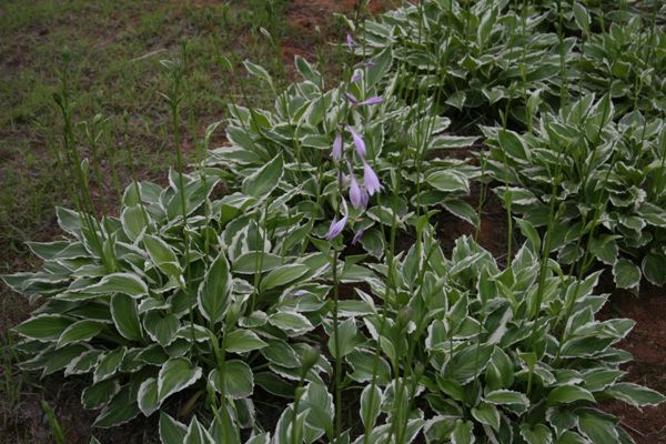 흰줄무늬비비추(백합과)  