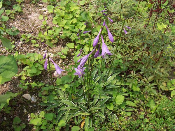 흰줄무늬좀비비추(백합과)  