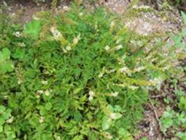 한라개승마(장미과)  