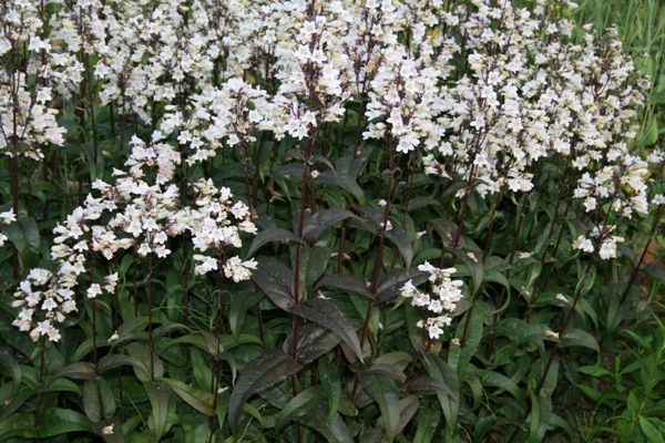 펜스테몬상록홍엽(Husker Red)