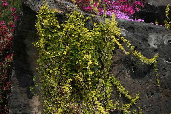 금빛줄사철(노박덩굴과)