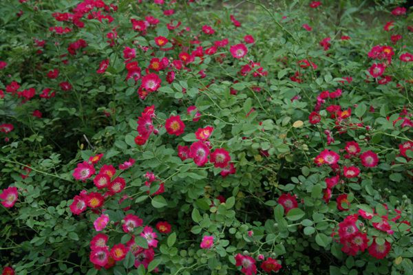 눈붉은찔레(장미과)