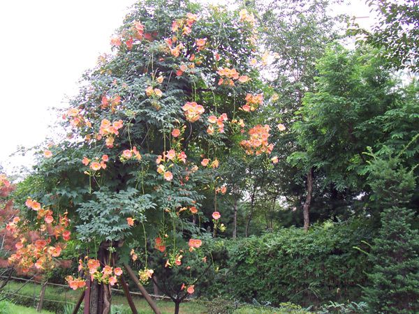 능소화(능소화과)