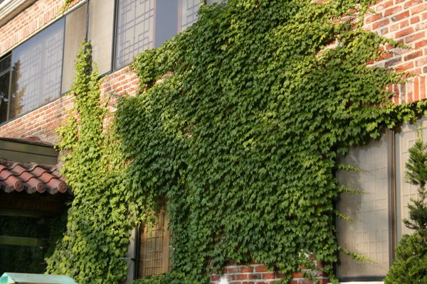 담쟁이(포도과)