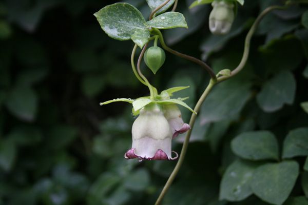 더덕(초롱꽃과)