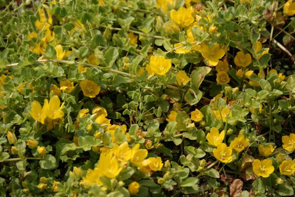  리시마키아(앵초과)