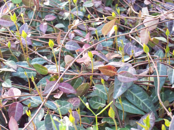 마삭줄(협죽도과)