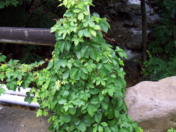 미국담쟁이(포도과)