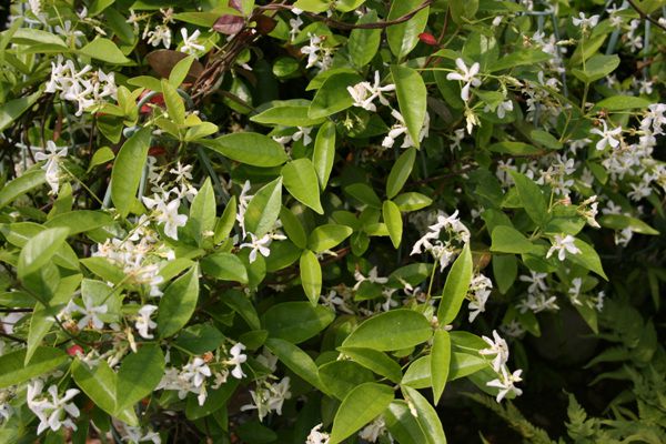  백화등(협죽도과)