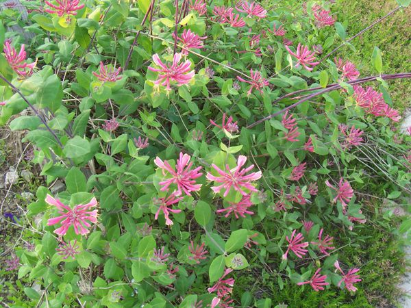  붉은인동(인동과)