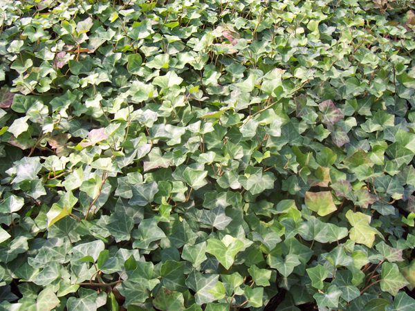 송악(두릅나무과)